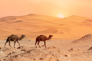Marrakech to Fes desert tour